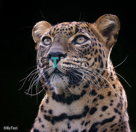 Srilankan leopard