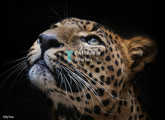 Srilankan leopard