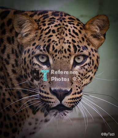 Srilankan leopard