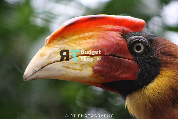1 Rosse Neushoornvogel-01