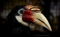 Blyth's hornbill  or Papuan Hormbill