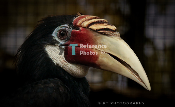 Blyth's hornbill  or Papuan Hormbill