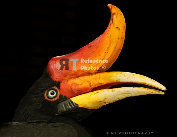 rhinoceros hornbill