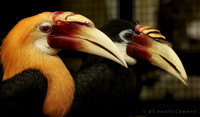 Blyth's hornbill  or Papuan Hormbill