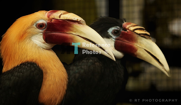 Blyth's hornbill  or Papuan Hormbill