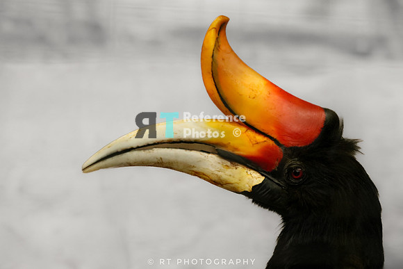rhinoceros hornbill