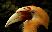 Blyth's hornbill  or Papuan Hormbill