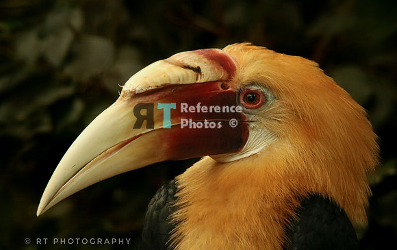 Blyth's hornbill  or Papuan Hormbill
