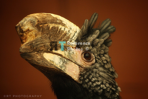 silvery-cheeked hornbill