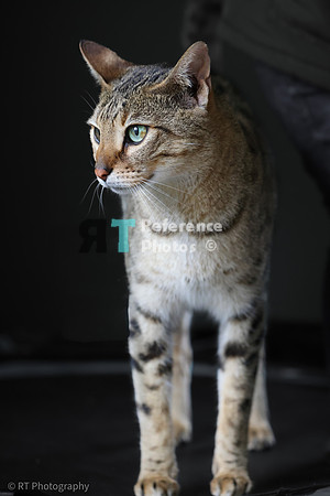 Savannah Cat 'Noa' of Cattey Savval