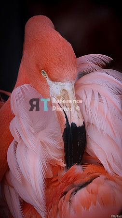 flamingo