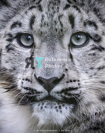 Snow leopard cub (crop)