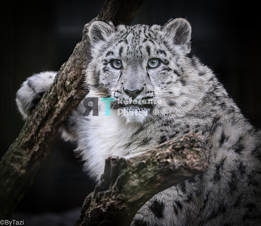 Snow leopard cub (full portrait)