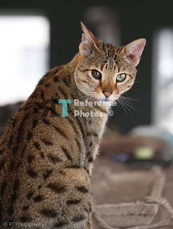 Savannah Cat 'Noa' of Cattey Savval