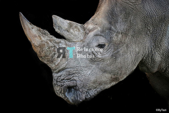 White rhino