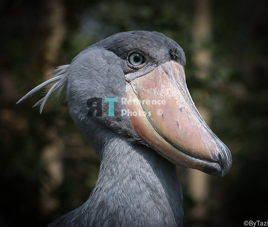 Shoebill stork