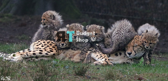 BudgetShop Cheetah worh cubs 1-IMG_4877