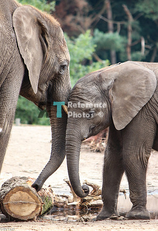 African elephants