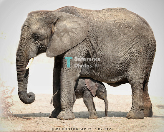 Mother elephant & calf