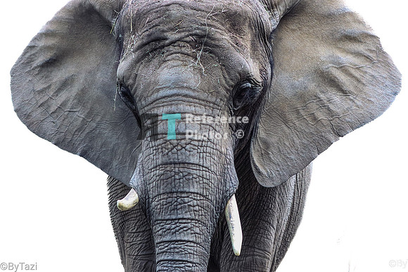 African Elephant