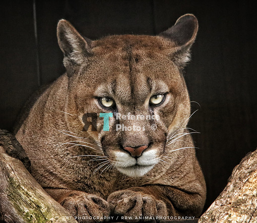 Puma laying