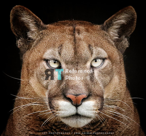 Puma frontal
