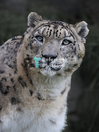 Snow leopard