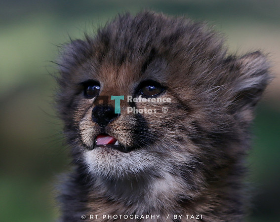 Cheetah cub