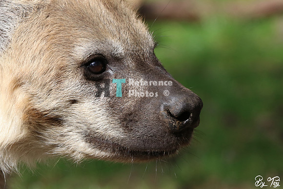 Spotted hyena