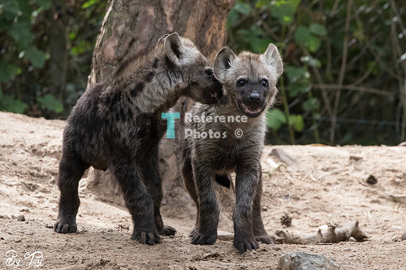 Spotted hyena