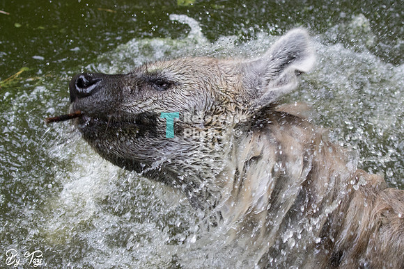 Spotted hyena