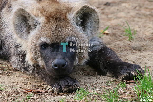 Spotted hyena