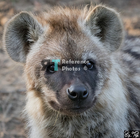 Spotted hyena