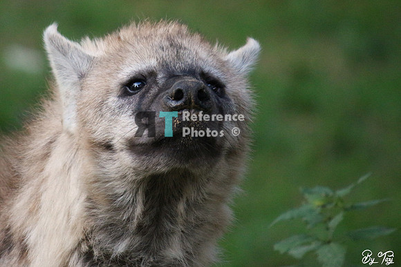 Spotted hyena