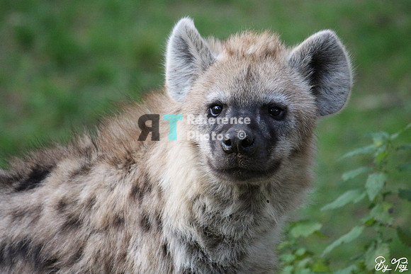 Spotted hyena