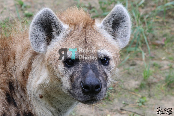 Spotted hyena