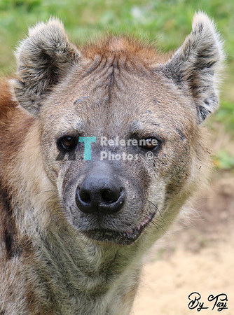Spotted hyena