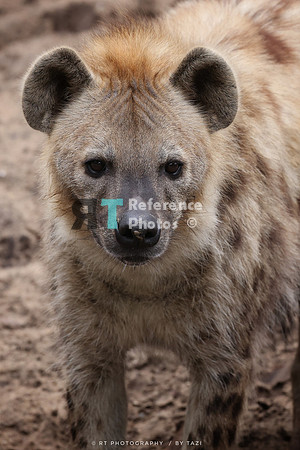 Spotted hyena