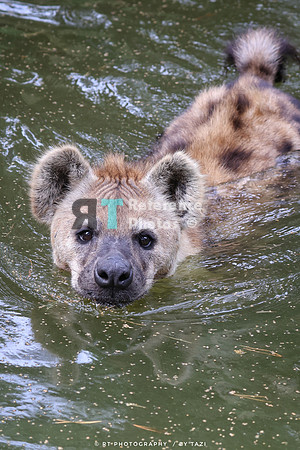 Spotted hyena