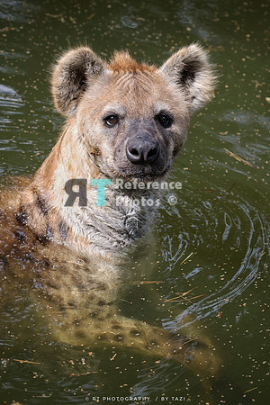 Spotted hyena