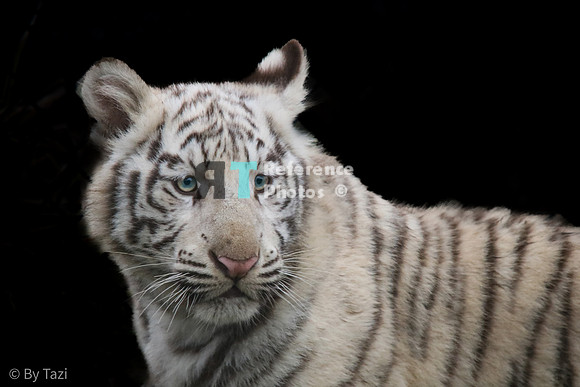 White tiger civ