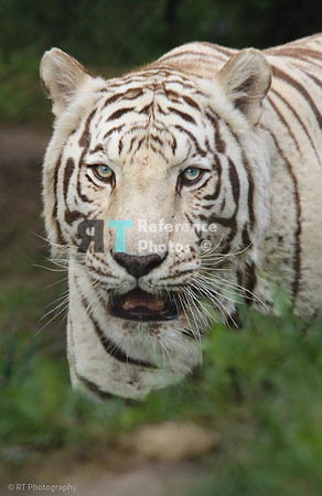 White tiger