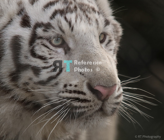 White tiger cub