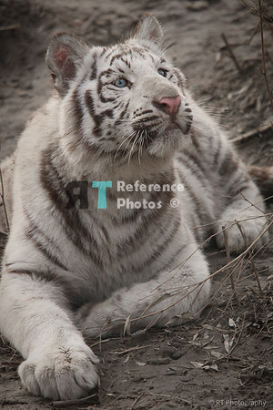 White tiger cub