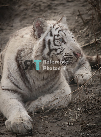 White tiger cub