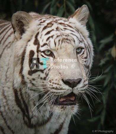 White tiger