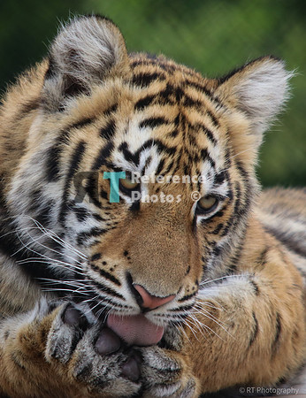 Bengal tiger