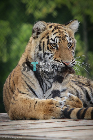 Bengal tiger