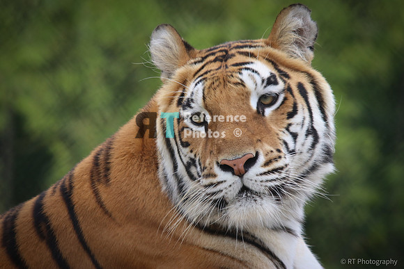 Bengal tiger
