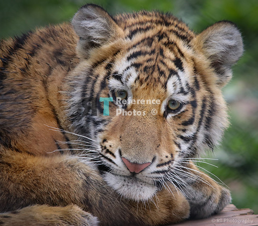 Bengal tiger (juvenile)